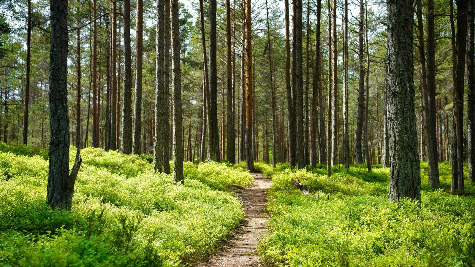 Roheliste kiirelt realiseeritavad ettepanekud koalitsiooniläbirääkijatele
